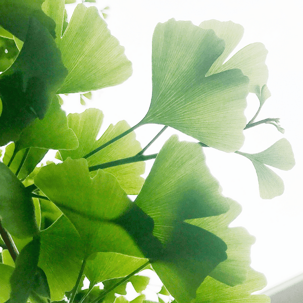 Ginkgo Biloba och Ginseng